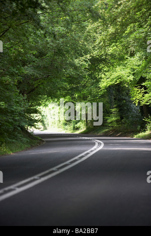 Route de campagne bordée par de grands arbres verts Banque D'Images