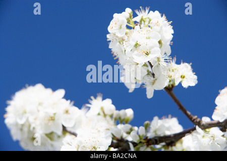 Blu Sky contre Apple Blossom Banque D'Images