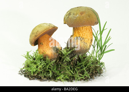 Tige en pointillés Bolet (Boletus erythropus, Boletus luridiformis), deux champignons avec moss, studio photo. Banque D'Images