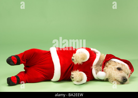 Petit Chien dans Santa Costume couché Banque D'Images