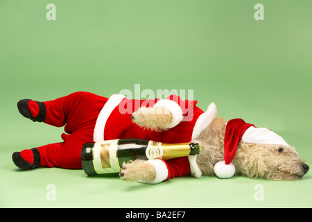 Petit Chien dans Santa Costume couché avec bouteille de Champagne Banque D'Images