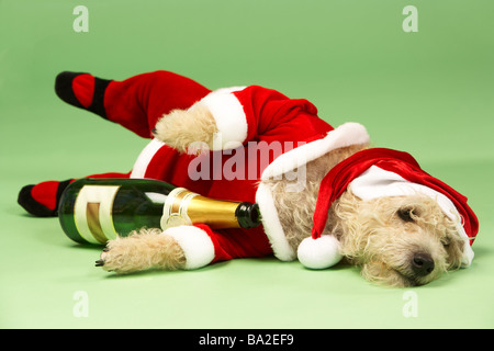 Petit Chien dans Santa Costume couché avec bouteille de Champagne Banque D'Images