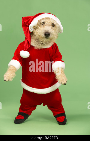 Petit Chien dans Santa Costume Banque D'Images