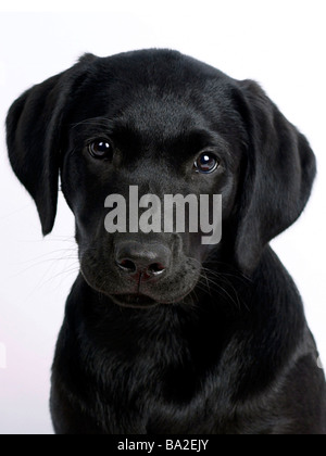 Un jeune chiot labrador noir Banque D'Images
