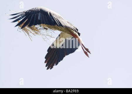 Cigogne Blanche (Ciconia ciconia) avec bec plein de pailles voler contre ciel clair Banque D'Images