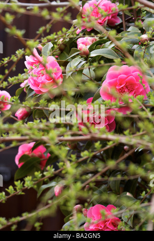 Camellia williamsii,' prévision' Banque D'Images