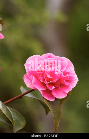 Camellia williamsii,' prévision' Banque D'Images