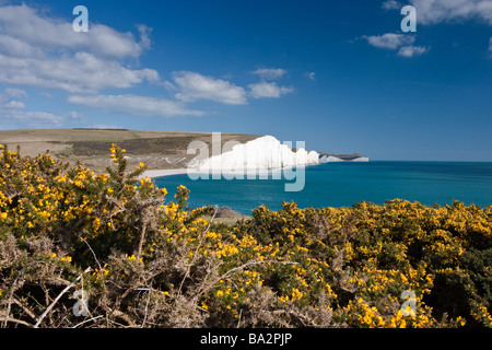 L'ajonc jaune au bord de la falaise de Seven Sisters Cliffs, Cuckmere Haven, East Sussex, UK Banque D'Images