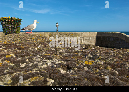 Seagull sur le mur à Lyme Regis Dorset Banque D'Images