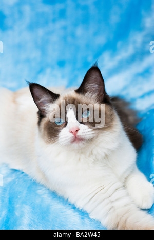 Jeune chat Ragdoll sur fond bleu Banque D'Images