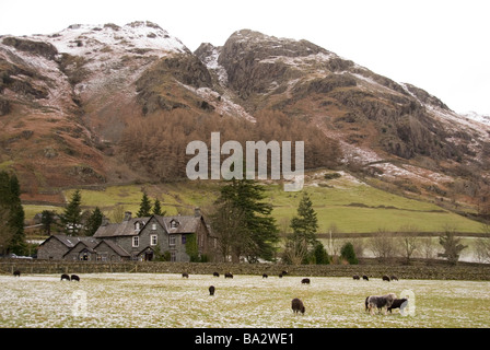 Moutons paissent dans le pré à The Britannia Inn sous de montagne Langdale Pikes Lake District Cumbria England Banque D'Images