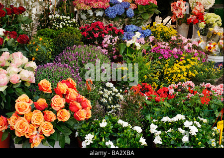 Fleurs à vendre sur flower stall à Campo de' Fiori à Rome Italie Banque D'Images