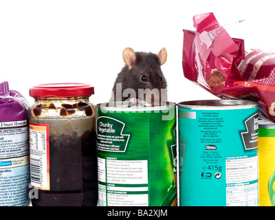 Un rat brun entouré par la nourriture, un rat dans une cuisine. Banque D'Images