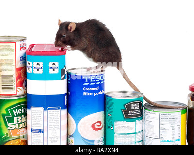 Un rat brun entouré par la nourriture, un rat dans une cuisine. Banque D'Images