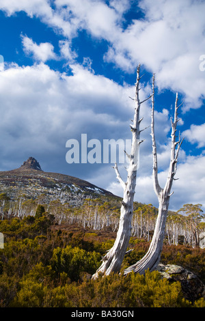 L'Australie Tasmanie Cradle Mt Lake St Clair National Park arbres morts sous le mont Pelion est 1433m vu de l'Overland Track Banque D'Images