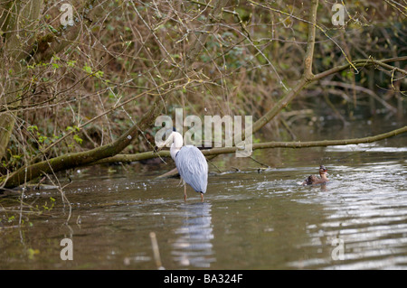 Ardeidae Ardea cinerea Héron cendré attraper un petit canard colvert femelle, à la recherche sur,Cherry Hinton Cambridge UK Banque D'Images