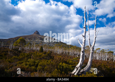 L'Australie Tasmanie Cradle Mt Lake St Clair National Park arbres morts sous le mont Pelion est 1433m vu de l'Overland Track Banque D'Images