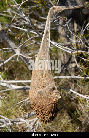 Pin de procession 'caterpillar' tente, près de Benimaurell, Province d'Alicante, Communauté Valencienne, Espagne Banque D'Images