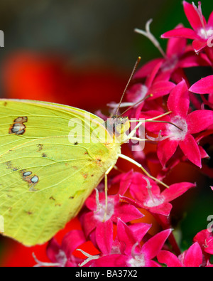 Assombri papillon Colias philodice, se nourrissant de Pentas lanceolata en Oklahoma, USA. Banque D'Images