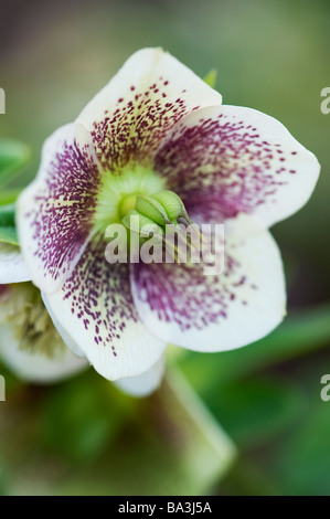 Helleborus hybridus. L'hellébore. Lenten rose fleur Banque D'Images