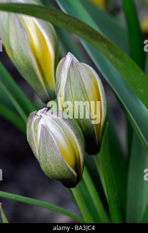 Tulipa tarda citron jaune couleur couleur couleur couleur crème fleur fleurs se déploient d'ouverture déployant ouvrir feuilles pétales Banque D'Images