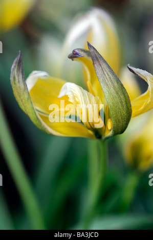 Tulipa tarda citron jaune couleur couleur couleur couleur crème fleur fleurs se déploient d'ouverture déployant ouvrir feuilles pétales Banque D'Images