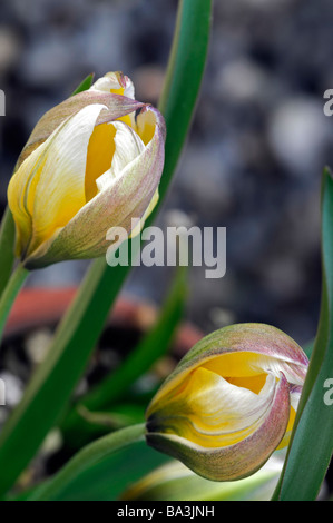 Tulipa tarda citron jaune couleur couleur couleur couleur crème fleur fleurs se déploient d'ouverture déployant ouvrir feuilles pétales Banque D'Images