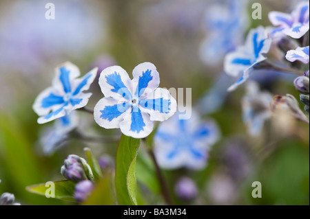 Omphalodes Cappadocica 'starry eyes' fleurs Banque D'Images