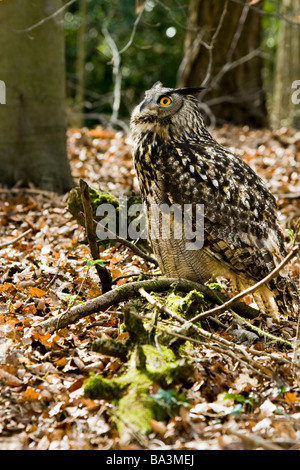 Grand Duc - Bubo bubo Banque D'Images