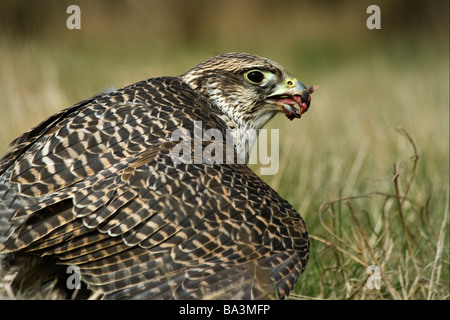 Gyr Falcon - Falco rusticolus manger lièvre Banque D'Images