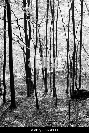 Siebziger Jahre, Herbstwald im Tal des Haslochbaches, Hasloch, Principale, Naturpark Bayerischer Spessart, Bayern, Unterfranken Banque D'Images