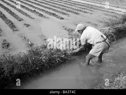 Années 70, photo en noir et blanc, de l'économie agraire, le travail de terrain, l'ouvrier agricole dans la Huerta de la province de Valence travaille dans la culture maraîchère, âgés de 50 à 60 ans, l'espagne, Valence Banque D'Images