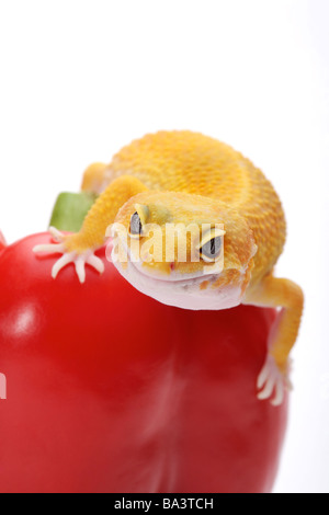 Gecko léopard sur tomate contre fond blanc close up Banque D'Images