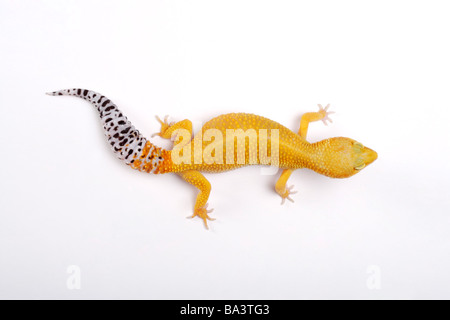 Gecko Léopard contre fond blanc close up Banque D'Images