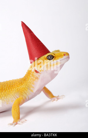 Gecko Léopard contre fond blanc close up Banque D'Images