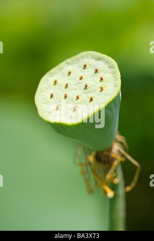 Fleur de Lotus gousse selective focus close up Banque D'Images