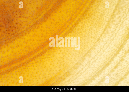 Tronc de l'arbre Coupe transversale montrant les anneaux de croissance annuels full frame Banque D'Images