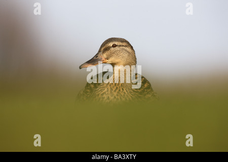 Canard colvert Anas platyrhynchos femme printemps l'Ecosse Banque D'Images