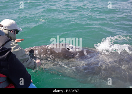 Personne observant une baleine grise veau à Laguna San Ignacio Banque D'Images