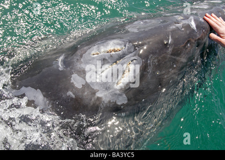 Personne touchant une baleine grise veau à Laguna San Ignacio Banque D'Images