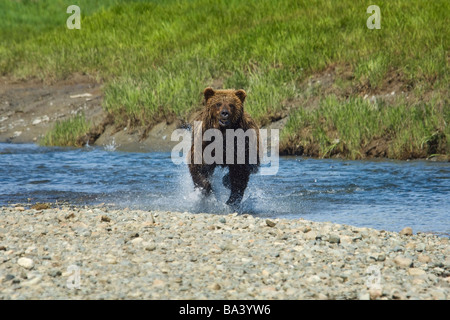 Un ours brun des accusations dans l'eau au ruisseau Mikfik en été au sud-ouest de l'Alaska. Banque D'Images