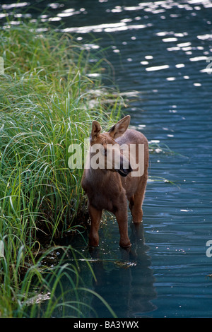 Jeune veau orignal debout dans étang près de l'herbe haute péninsule Kenai en Alaska Summer Banque D'Images