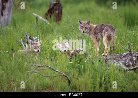 Coyote adolescents siblings playing sur log in meadow @ captif Grand Jeu d'été sud de l'Alaska Banque D'Images