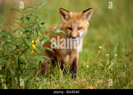 Les jeunes kit red fox peeking autour de hautes herbes sur golf Elmendorf Airforce Base Anchorage AK de l'été Banque D'Images