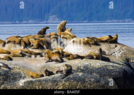 Les Lions de mer de Steller de halage sur l'île de marbre du Sud le parc national Glacier Bay en Alaska du Sud-est de l'été Banque D'Images