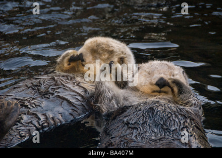 Les loutres de mer deux captifs holding paws à Vancouver Aquarium de Vancouver, British Columbia Canada Prisonnier Banque D'Images