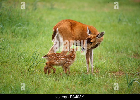 Queue noire de Sitka avec doe fawn en Alaska en captivité meadow Cntr Banque D'Images