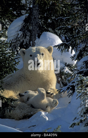 Mère Ours Blanc & louveteaux de câliner ensemble en forêt Printemps Canada Churchill Banque D'Images