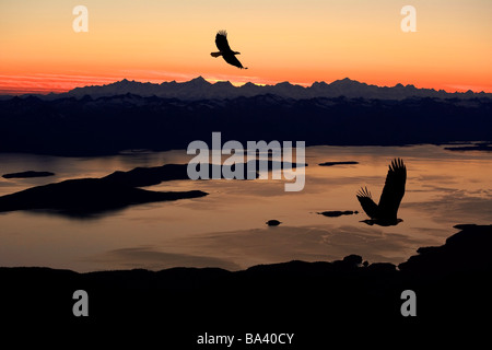 Silhouette de Pygargues à tête blanche en vol au coucher du soleil sur le passage de l'intérieur dans le sud-est de l'Alaska. Banque D'Images