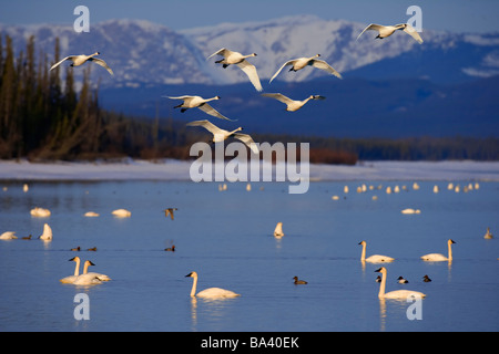 Le trompettiste et le Cygne siffleur reste @ Marsh Lake sur la migration printanière vers le nord en traversant le territoire du Yukon composite du Canada Banque D'Images